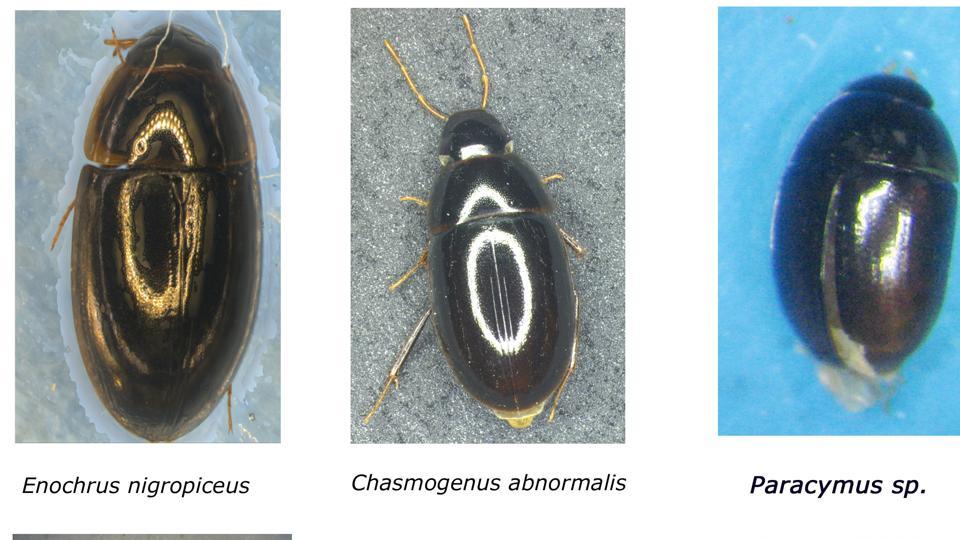 Six new species of water beetle found in Manipur wetlands | Latest News India - Hindustan Times Six new species of water beetle found in Manipur wetlands | Latest News India - Hindustan Times