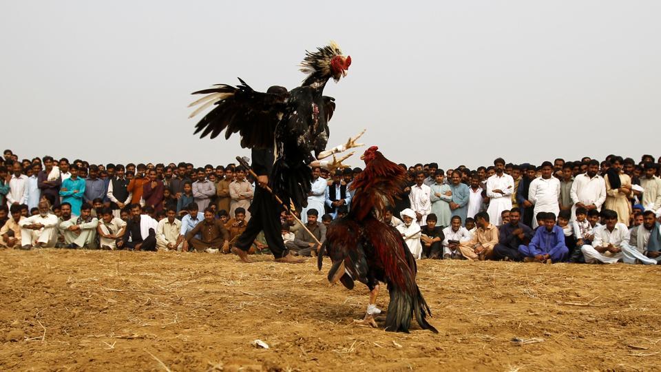 Cambodia Cops Raid Illegal Cockfighting Ring Eat 92 Fighting Cocks World News Hindustan Times 