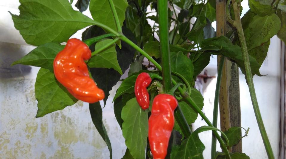 Manipur scientist produces ‘hottest hybrid chilli’ Latest News India Hindustan Times