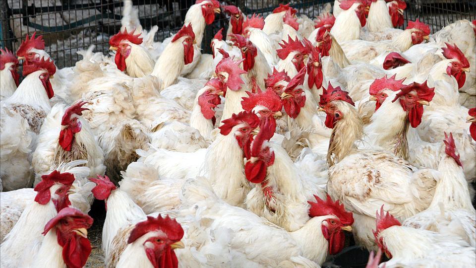 Bird flu outbreak in Karnataka Eating chicken? Make sure it has been