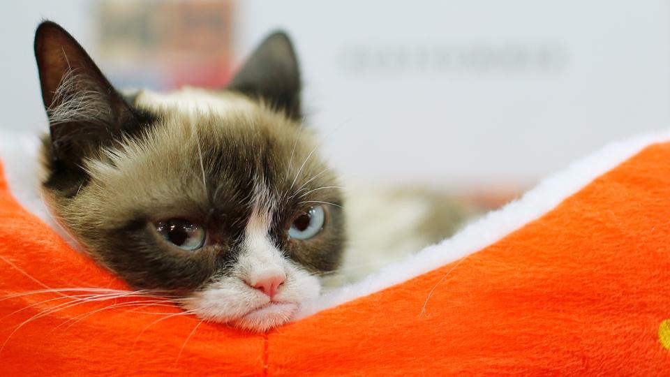 Grumpy Cat wins copyright lawsuit