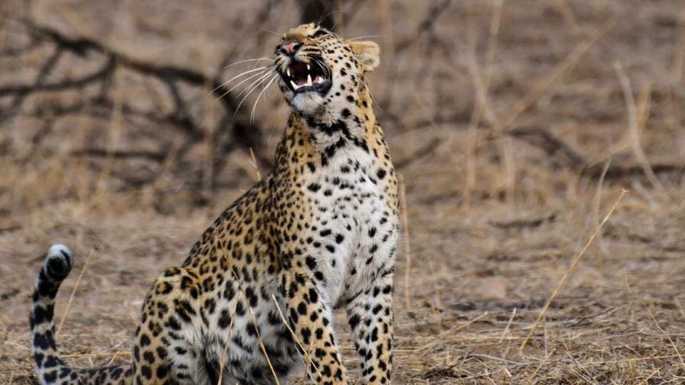 In a first, camera traps to help count leopards in Rajasthan's Jhalana - Hindustan Times In a first, camera traps to help count leopards in Rajasthan's Jhalana - Hindustan Times