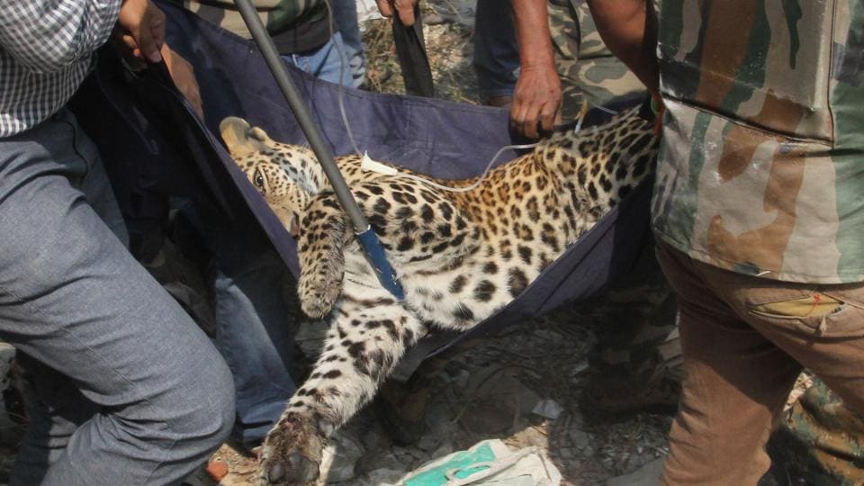 40-leopards-killed-in-january-this-year-one-third-of-them-by-poachers