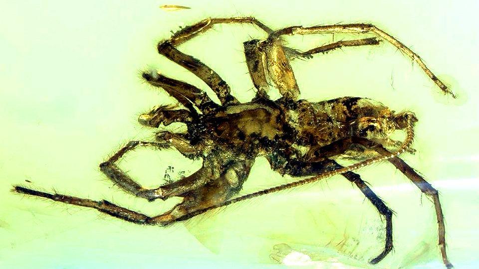 Scientists Find 8 New Species of Spider with Whiplike Legs