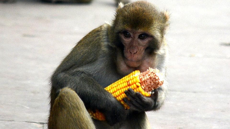 Attacks on crops: Himachal hires experts to study changing eating habits of monkeys | Latest News India - Hindustan Times