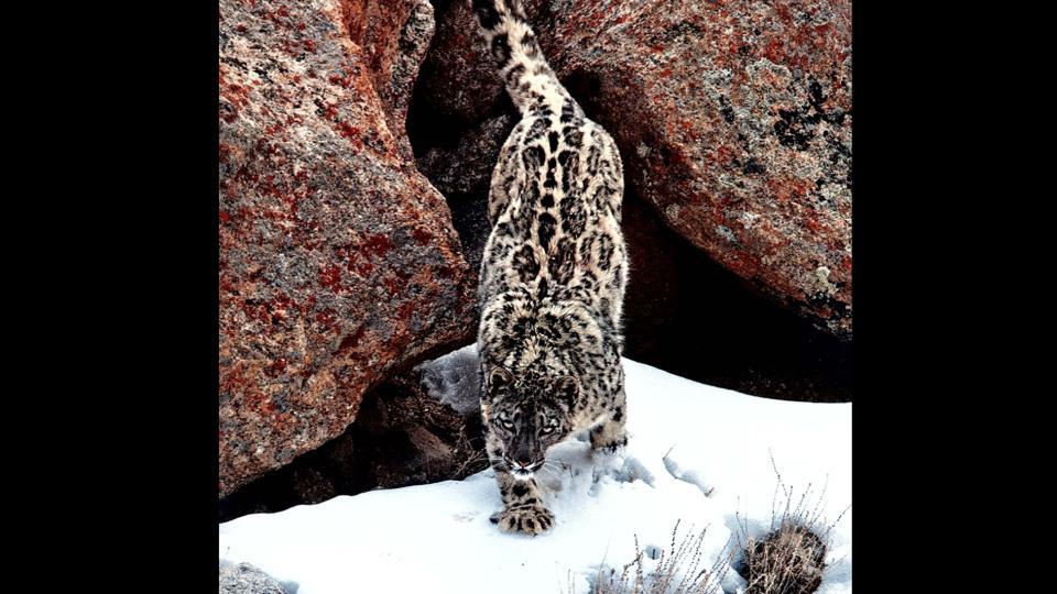 In a first, snow leopard count to be done in Ladakh | Latest News India