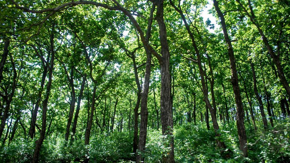 The process of EIA has been established under the Environment (Protection) Act, 1986 to give effect to the precautionary principle.(HT FILE) The process of EIA has been established under the Environment (Protection) Act, 1986 to give effect to the precautionary principle.(HT FILE)