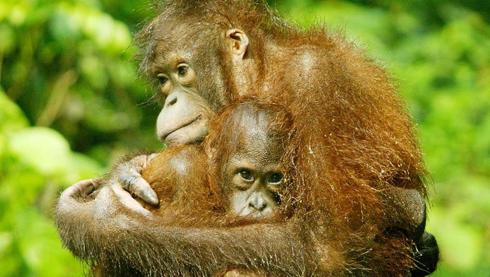 Birth of baby orangutan in Borneo gives hope for the future of the  Critically Endangered species.