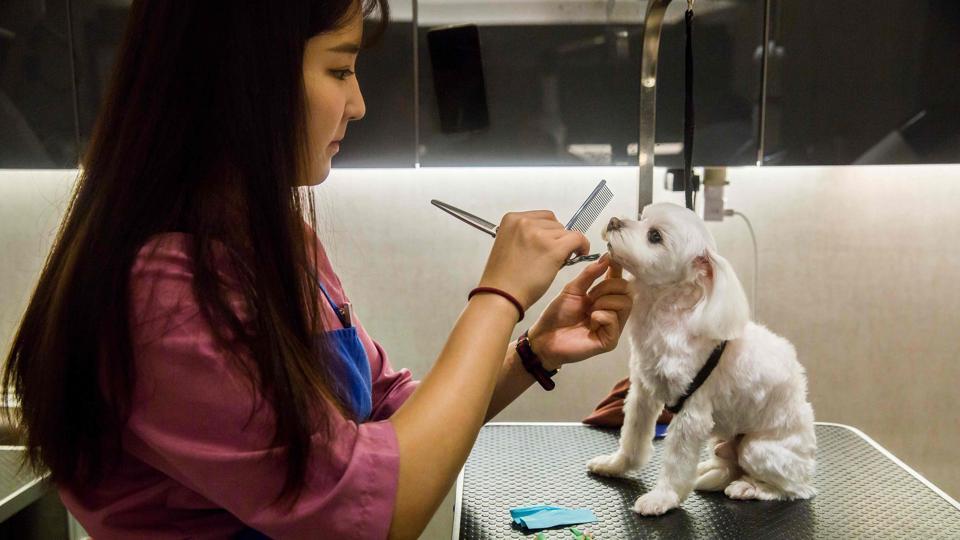 Year of the Dog: Hong Kong dogs have it good with milk baths, oxygen ...