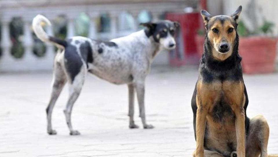 Police intervene, Kolkata college withdraws ban on feeding stray dogs on campus | Kolkata - Hindustan Times Police intervene, Kolkata college withdraws ban on feeding stray dogs on campus | Kolkata - Hindustan Times