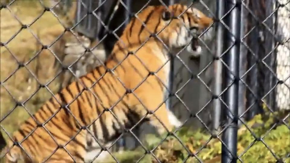 Animals in dehradun picture