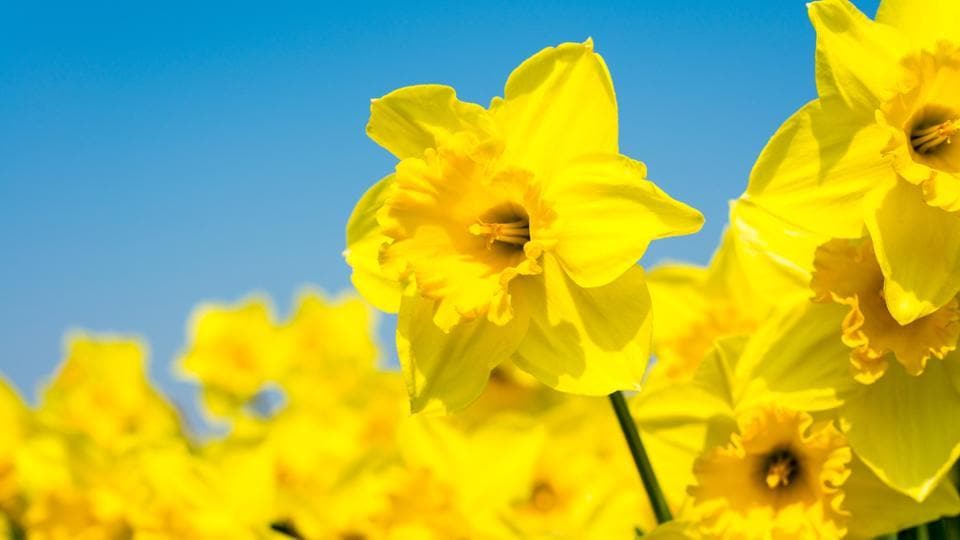 Flower power A natural extract from daffodils may help combat cancer