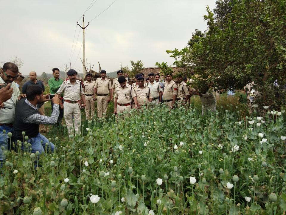 Illegal poppy plants seized in MP Hindustan Times