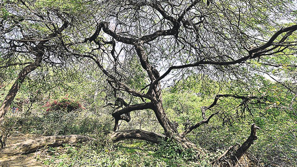 delhi-indigenous-vines-to-be-used-to-kill-invasive-tree-species