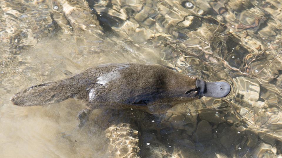 Hereâs how Platypus milk can help fight superbugs and save lives | Health - Hindustan Times