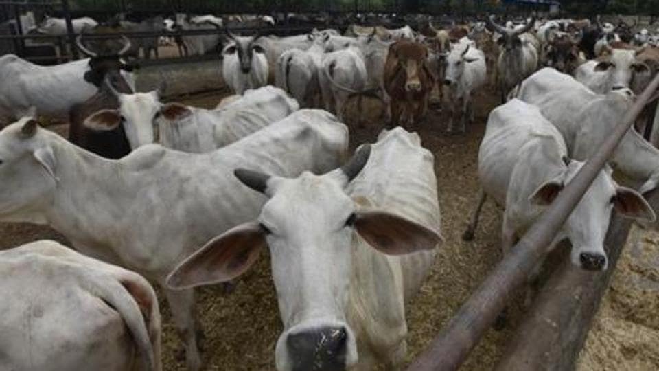 Cow cess not collected in Punjab, reports CAG; gau panel chief says SAD-BJP ‘did drama’