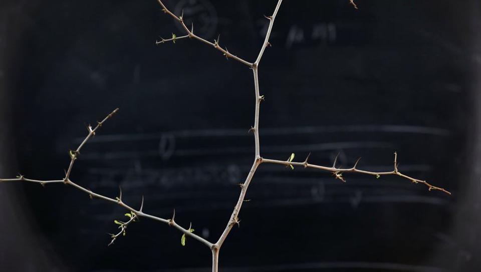 Jesus Christ S Crown Of Thorns Tree May Help Fight Climate Change Scientists Hindustan Times Jesus Christ S Crown Of Thorns Tree May Help Fight Climate Change Scientists Hindustan Times