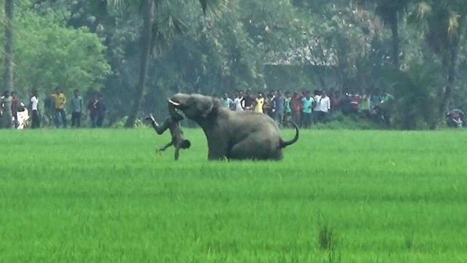 Uttarakhand forest dept lacks database on victims of animal attacks - Hindustan Times Uttarakhand forest dept lacks database on victims of animal attacks - Hindustan Times