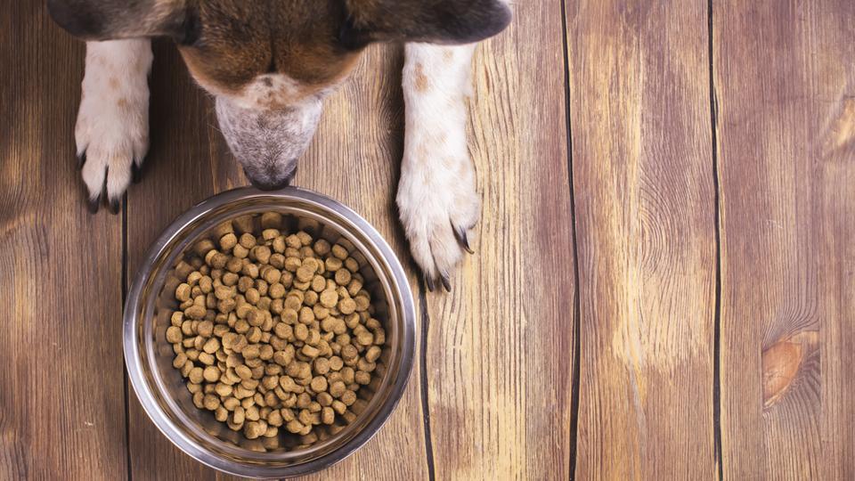 Pet food goes cruelty free. Fake meat may soon be a part of your dog’s