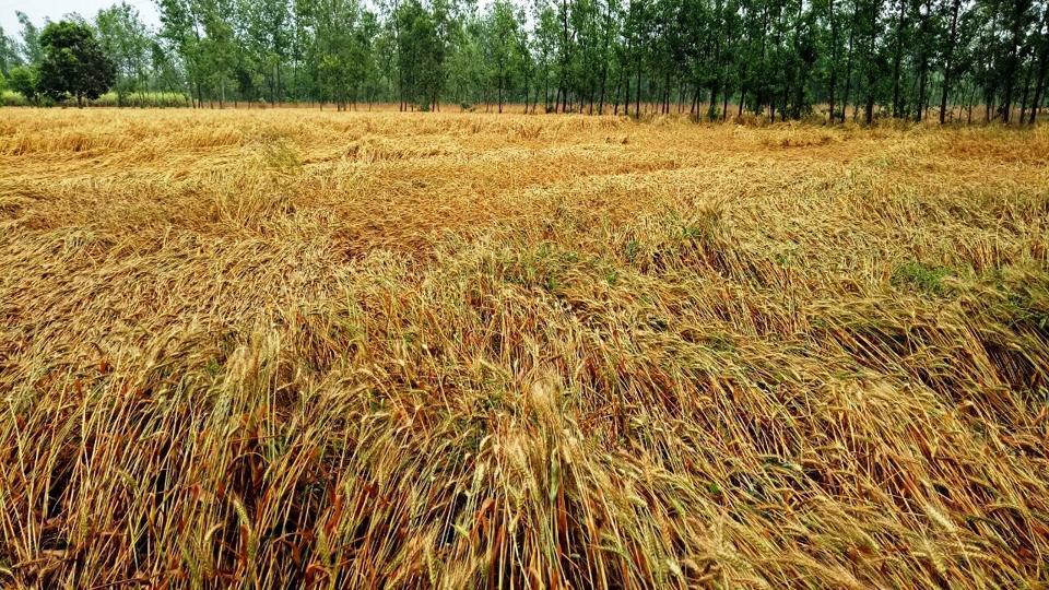 Nainital, US Nagar Farmers Seek Relief Against Wheat Crop Loss ...