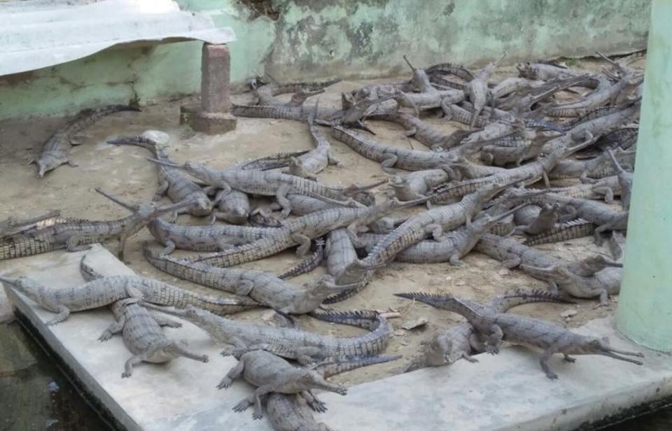 critically-endangered-gharials-thriving-at-kukrail-breeding-centre