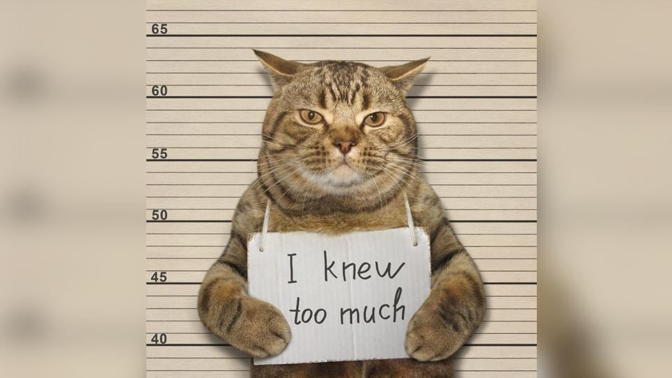 What’s your cat’s personality like? It has got to be one of these