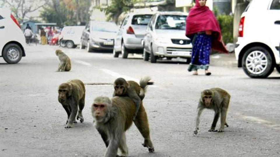 Monkey attacks woman at railway platform, she flees and is run over by