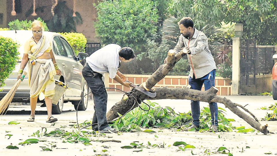 Massive branches cut in name of trimming in Pune’s Bavdhan area