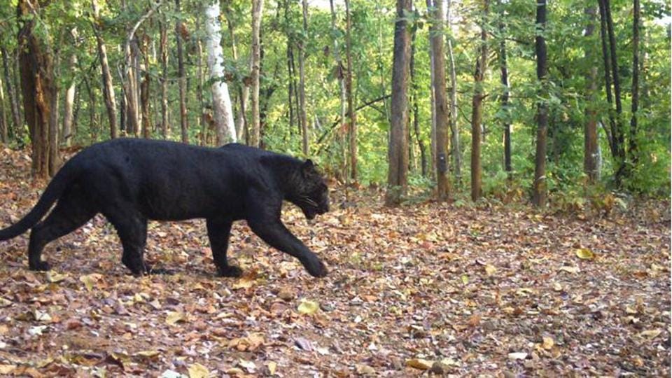 Black panther spotted at Udanti-Sitanadi tiger reserve in Chhattisgarh