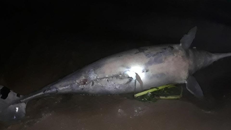 Dead Dolphin Washes Ashore Versova Beach In Mumbai; Third Marine Mammal ...