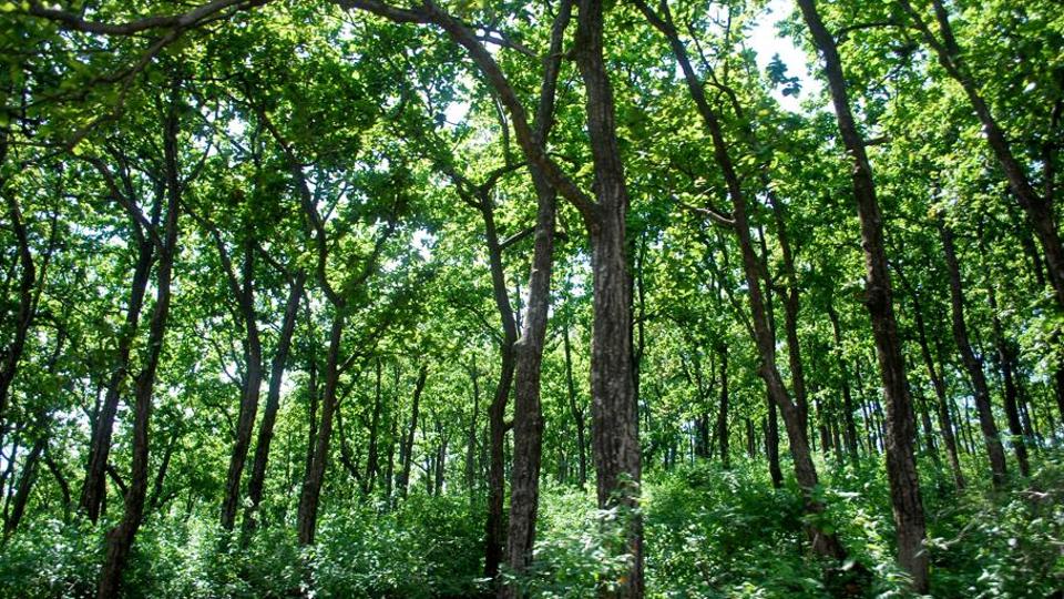 Punjab forest restoration plan misses the wood for the trees