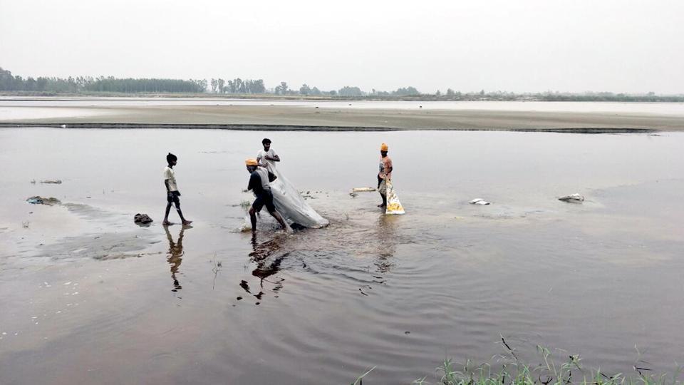 Molasses leak ‘Recovery of ecosystem of Beas river will take few years