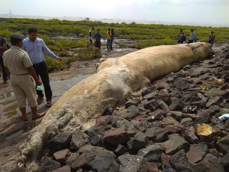 Giant carcass washes ashore at Uran, near Mumbai, experts says its a