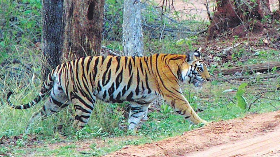 Wildlife Board Agrees To Hike Compensation To Conflict Victims Hindustan Times