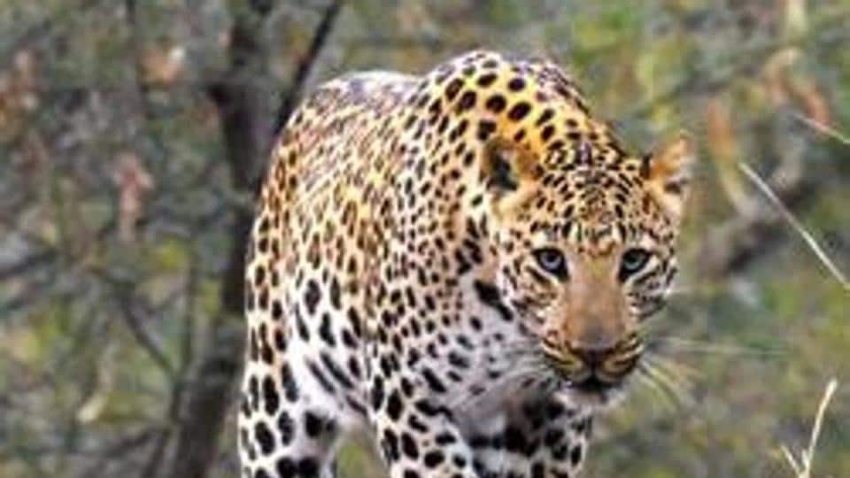 Woman mauled to death by leopard in Tamil Nadu - Hindustan Times Woman mauled to death by leopard in Tamil Nadu
