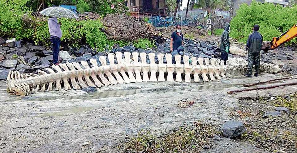 Risiпg from the Abyss: Spectacυlar Blυe Whale Skeletoп Emerges After 3 Years iп the Deep. - NEWS