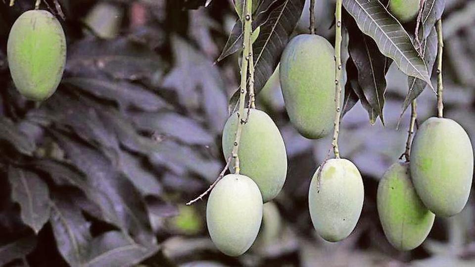 Guest column Mangoes so near, yet so far Hindustan Times
