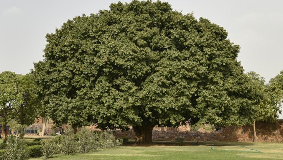 At least 150 oldest trees of Delhi to be chopped for 3 government