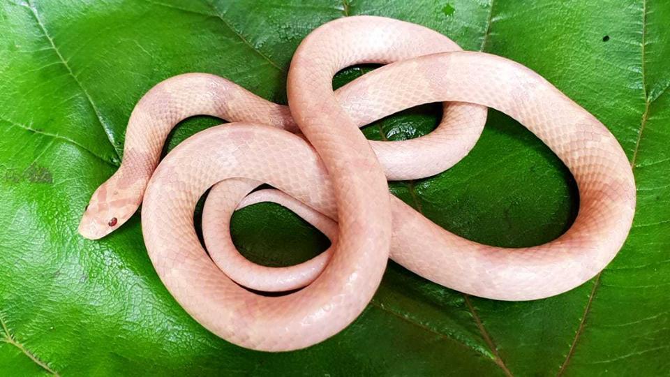 rare-albino-snake-found-in-mumbai-s-mulund-locals-part-with-it