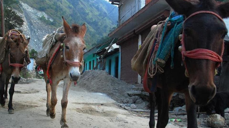 Is load prescribed for pack and draught animals reasonable, HC asks govt - Hindustan Times Is load prescribed for pack and draught animals reasonable, HC asks govt - Hindustan Times
