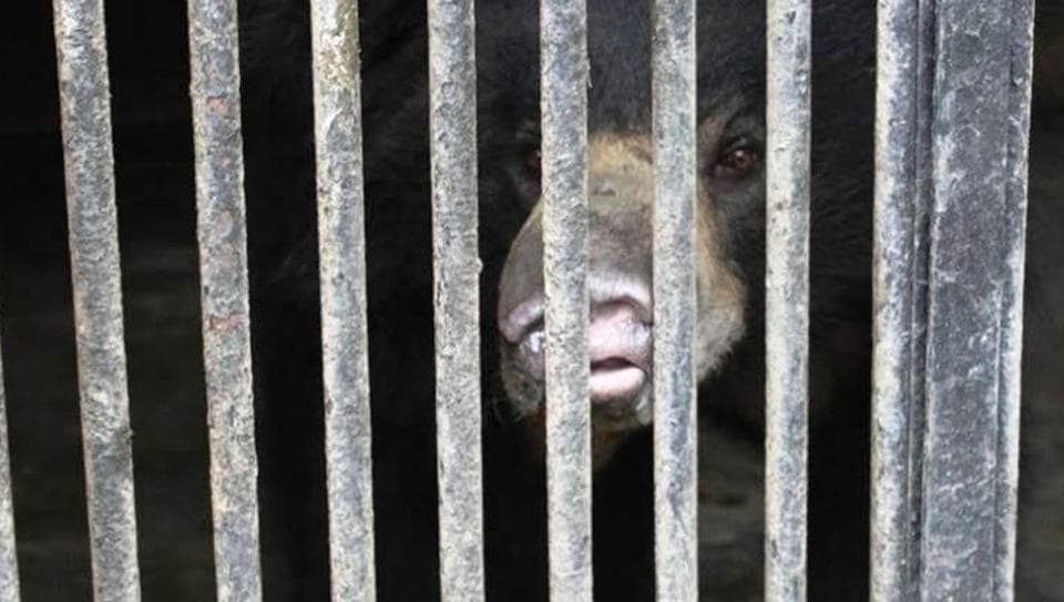 Endangered sloth bear that was smuggled into Nepal brought back to