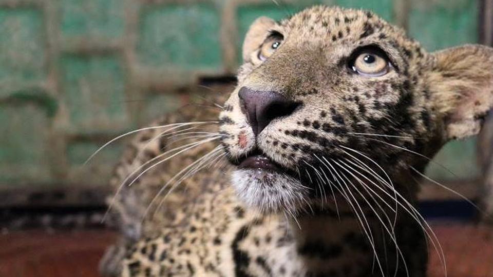 Leopard cub rescued from well in Shirur; reunited with mother ...