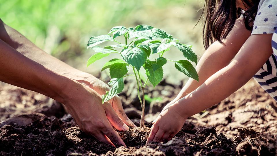 Sapling distribution and tree planting support by SEVAA Foundation
