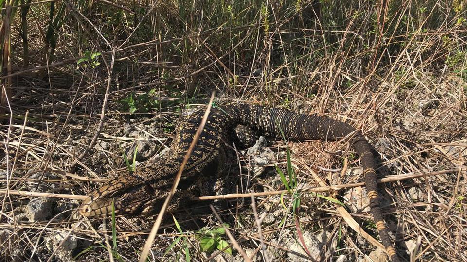 Voracious 4 Feet Long Lizards Brought As Pets In Florida Threatens To Invade Carolinas Texas State Study World News Hindustan Times