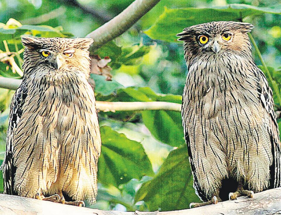 wildbuzz-the-harry-potter-owls-hindustan-times