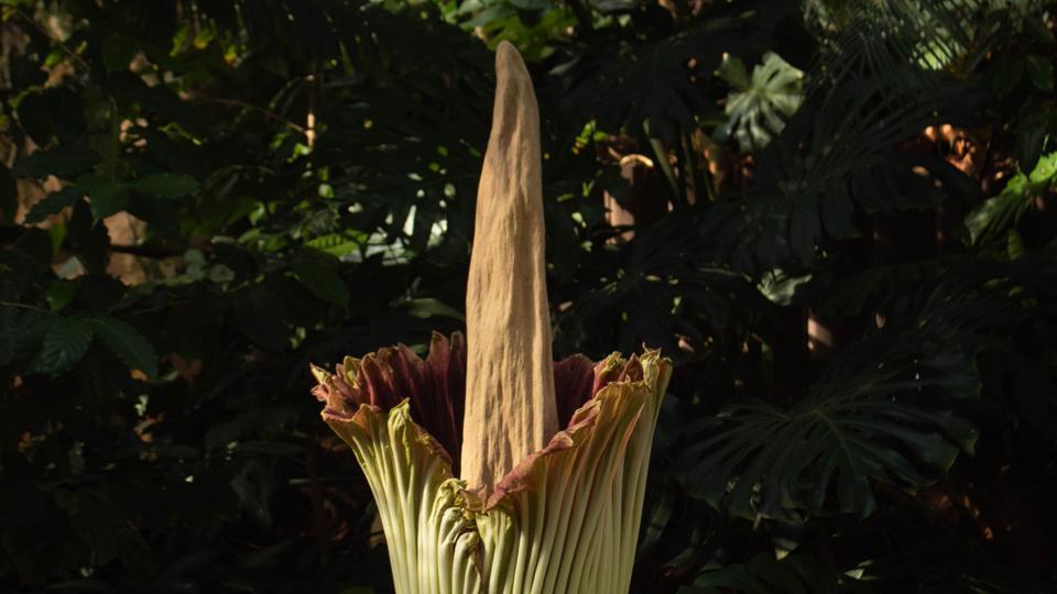 Flower that smells like decaying rats blooms in California World News