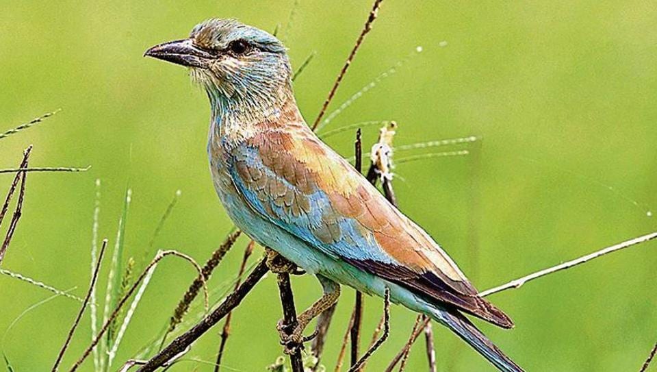 Migratory birds arrive in Haryana from Europe, Central Asia before onset of  winter - Hindustan Times