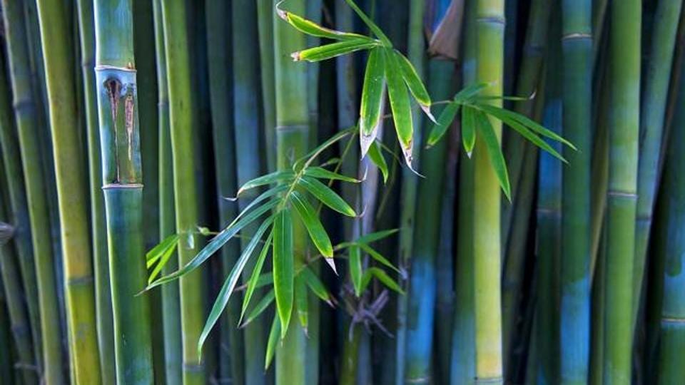 Mumbai gets its first botanical park for bamboo cultivation Mumbai