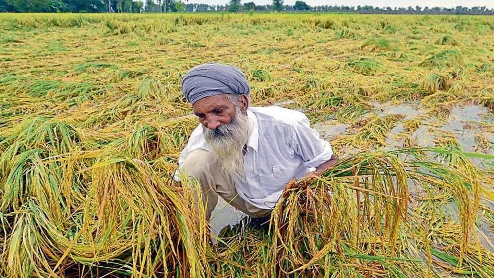 Paddy on 2 lakh acres may be damaged in Punjab due to heavy rain -  Hindustan Times