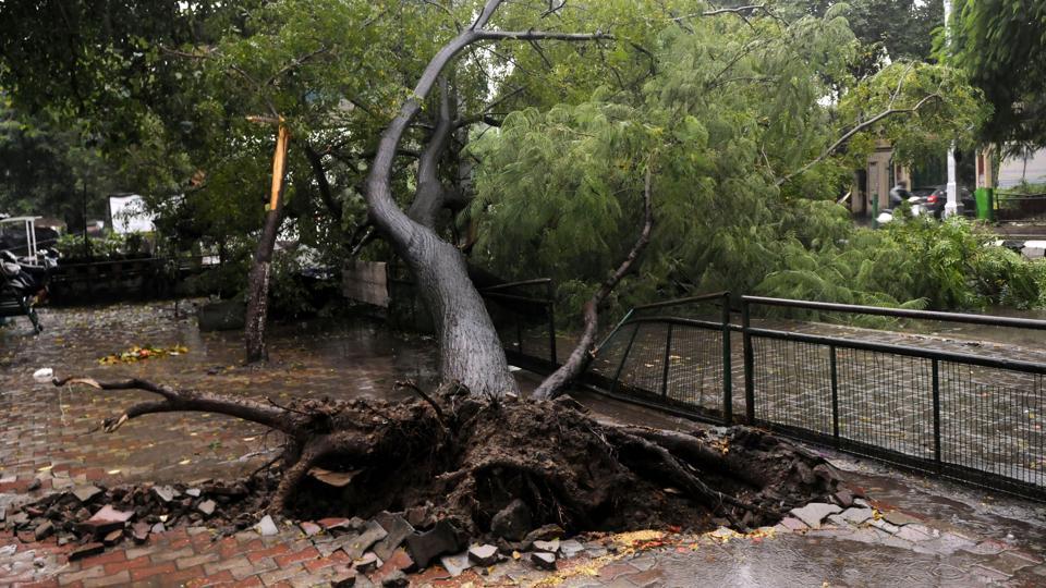 Tree branch collapse injures five in Pune - Hindustan Times